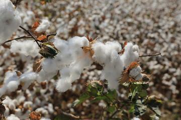 Ripe cotton field before harvesting an abundant and beautiful harvest