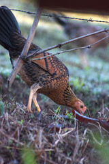 Colorful hen chicken animal in grass field 3