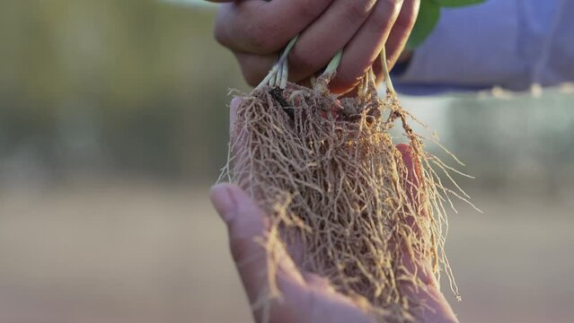 soybean seedlings being grown in an orchard