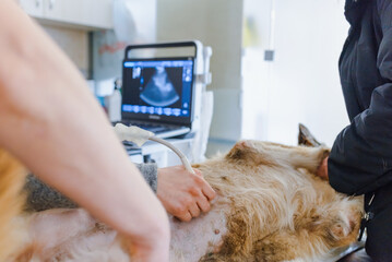 A pregnant dog is examined in an animal hospital. Dog having ultrasound scan in a vet clinic. Veterinarian hand closeup.