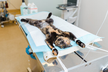 A young kitten is lying in the veterinary operating room after surgery. The kitten is lying anesthetized.