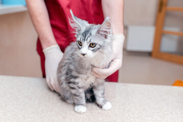 Young kitten Siberian Maine Coon purebred cat examined by a veterinarian in a veterinary animal...