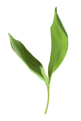 lily of the valley green leaves on transparent background