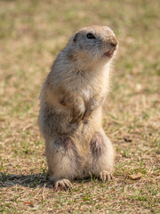 Prairie dog on a grass field looking at the camera.