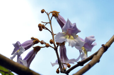  Branch of Paulownia tomentosa tree with lavender color blooming bell shape flowers. Closeup photo...