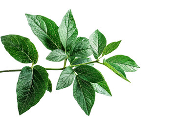 A potted houseplant set against a clean white backdrop, with a precise clipping mask for easy customization.