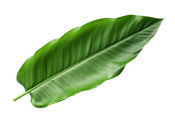A lush green leaf isolated