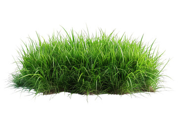 3D illustration of a lush green field with tall grass under the open sky