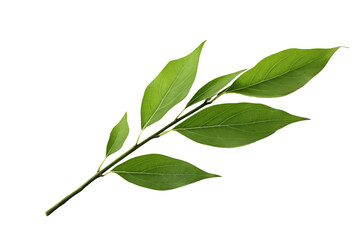 A branch with green leaves