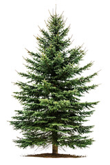 PNG A photo of balsam fir tree conifer plant abies.