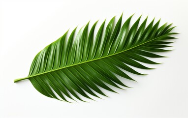 Transparent Setting for a Tropical Palm Leaf