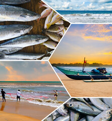 Fisheries on the coast of Sri Lanka. Collage.