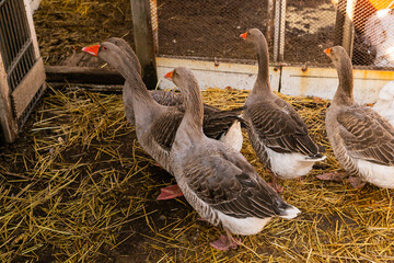 Domestic gray geese go to goose house. flock of geese on organic farm