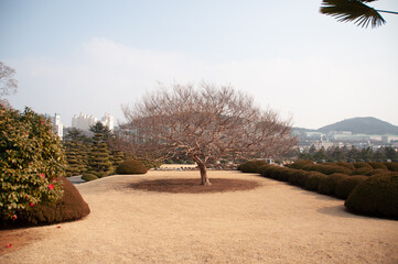 tree in the park