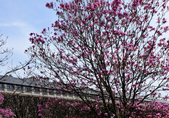 Ping flowers tree in Paris gardens
