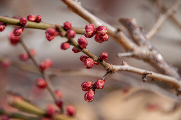 red berries on a branch