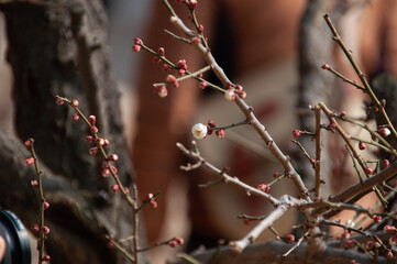 branches of a tree pink cheery blossom