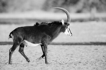 Graceful sable bull striding over dry sandy ground