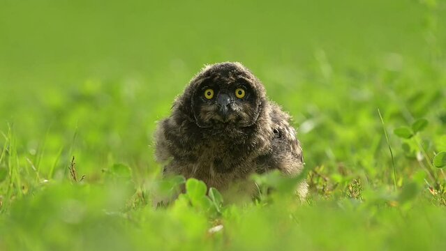 Short-eared owl Asio flammeus bird young cute northern short earedfeather dusty fluff wild nature lesser horned cat, beautiful animal, lovely animal, bird watching ornithology, fauna wildlife Europe
