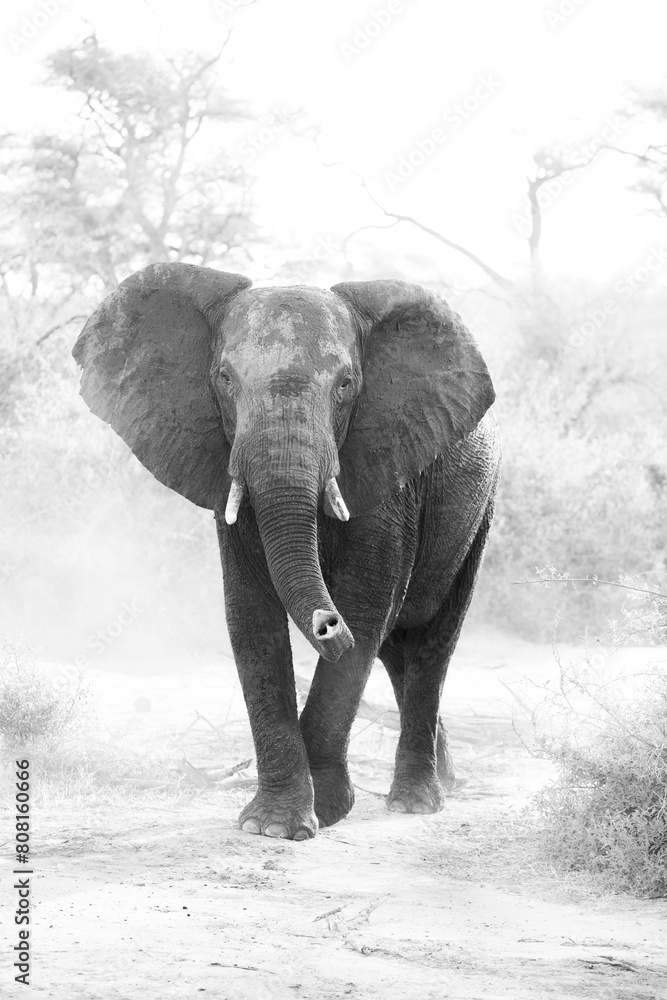 Poster African elephant walking through the bush while looking for food