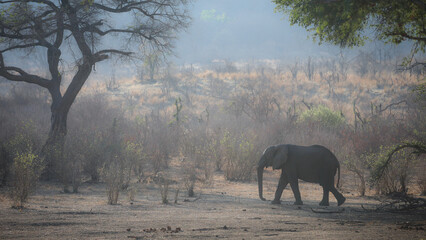 Elephant walking alone through Zambezi forest