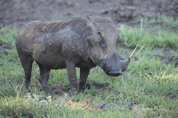 Warthog covered in mud from a bath