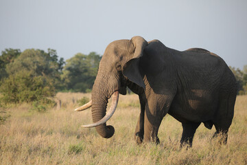 African elephant walking through the bush while looking for food