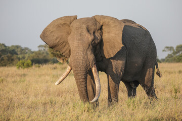 Obraz premium African elephant walking through the bush while looking for food