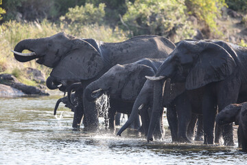 Elephant drinking water and cooling off at a dam
