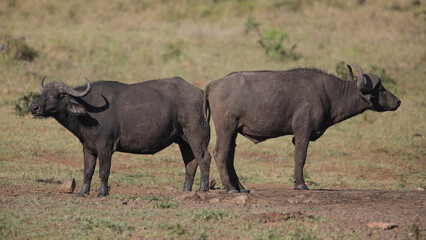 Old large buffalo bull on safari