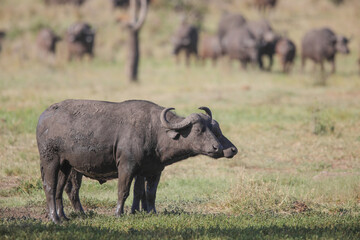 Obraz premium Old large buffalo bull on safari