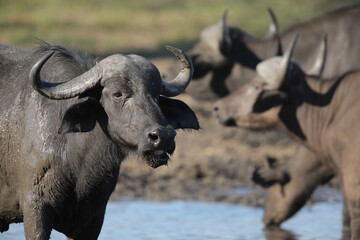 Face of a Cape buffalo (big five)