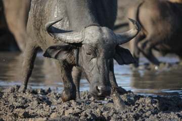 Large buffalo covered in mud