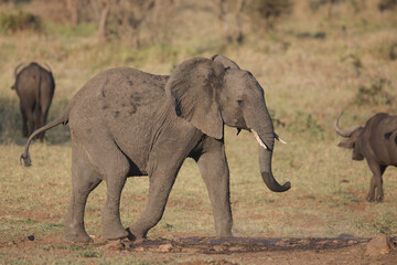 Fototapeta premium African elephant walking through the bush while looking for food