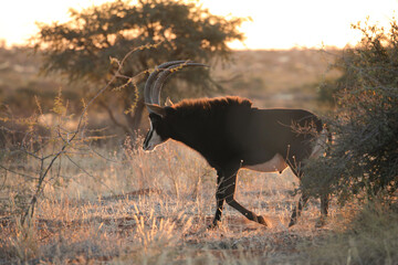 Sable antelope bull standing in the bush at sunrise