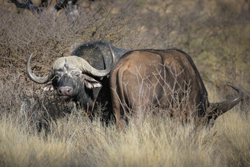 Old large buffalo bull on safari