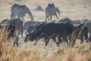 Herd of buffalo walking across the savannah