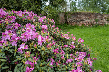 rhododendron with purple flowers on a brick wall background