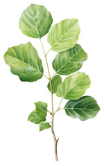 PNG Iddle-leaf fig plant herbs tree.