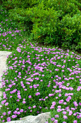 flowers in the garden