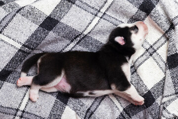 Sleeping Puppy on Checkered Blanket
