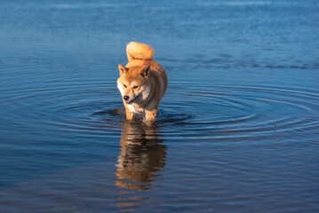 Red shiba inu dog is swimming in the Baltic sea on sunny spring day