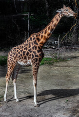 Giraffe gnaws twigs. The tallest living terrestrial animal and the largest ruminant. Latin name -...