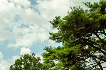 trees in the sky