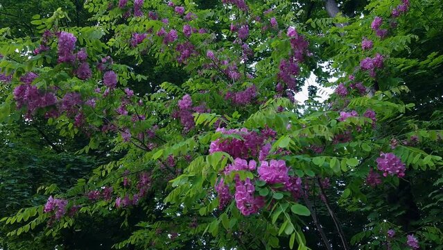 Robinia hispida or rose acacia. natural sound