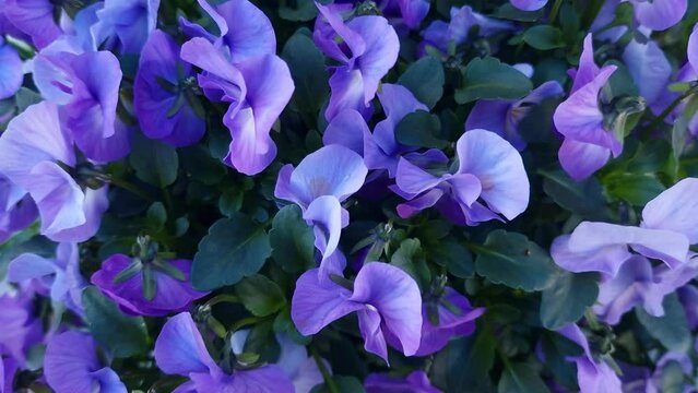 close up of horn violet pansy flower being moved by wind. flowers of horned violet pansy or viola cornuta