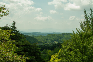 forest in the mountains