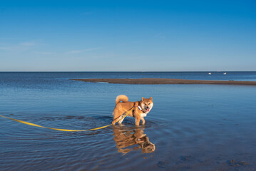 Red shiba inu dog is walking on the Baltic sea beach on sunny spring day