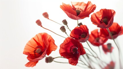 A bunch of red poppies on a white background, using photorealistic techniques with high resolution.