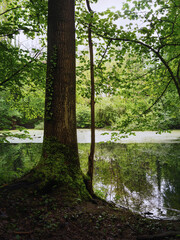 Nach dem Regen, im Wald frisches Grün am Teich 